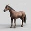 Horses PRO - 4 in 1 Bundle