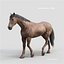Horses PRO - 4 in 1 Bundle
