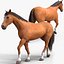 Horses PRO - 4 in 1 Bundle