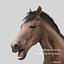 Horses PRO - 4 in 1 Bundle