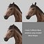 Horses PRO - 4 in 1 Bundle