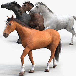 Horses PRO - 4 in 1 Bundle