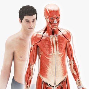 Musculoskeletal system with Body 3D model