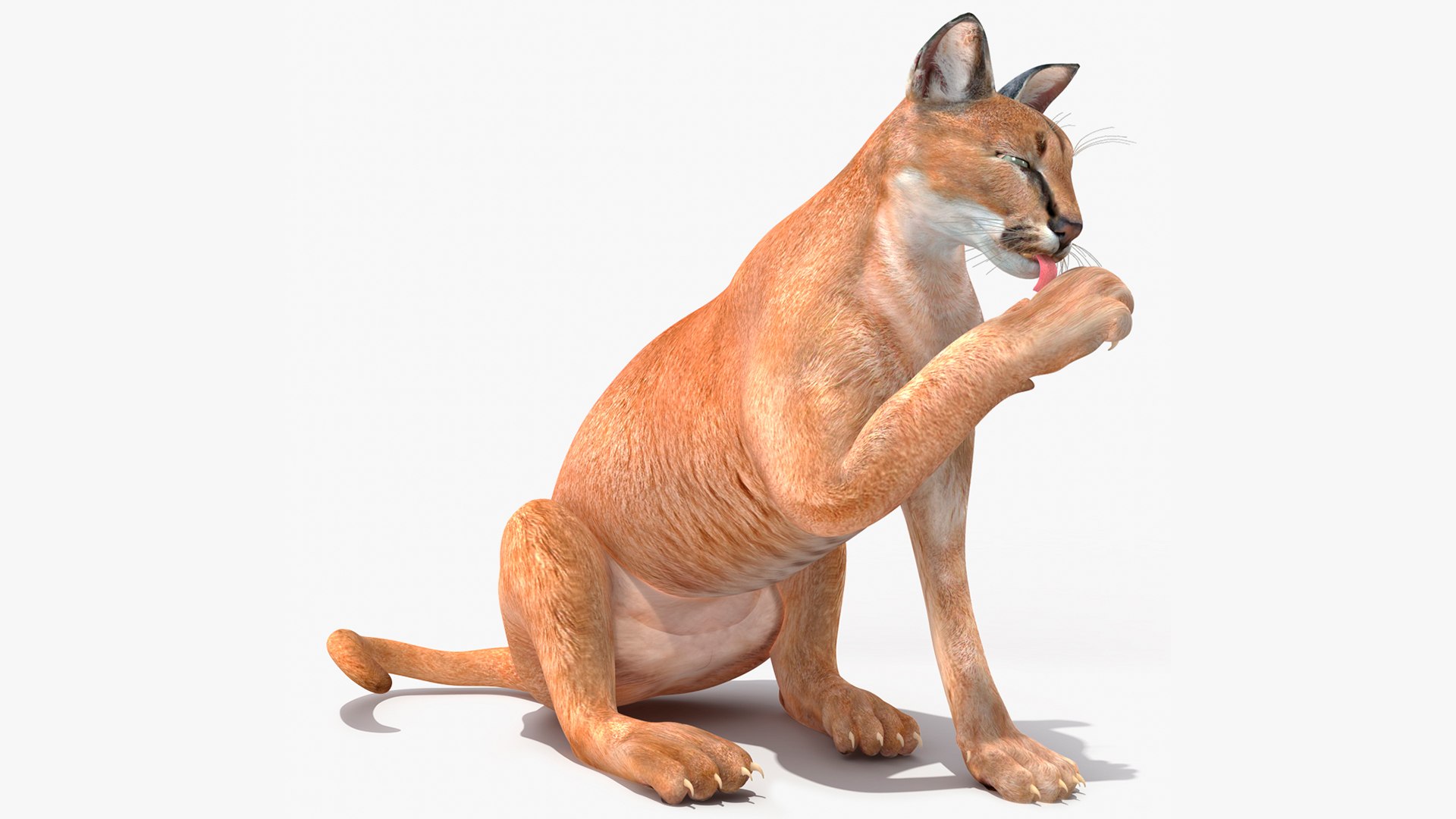 Caracal Rigged 3D model preview