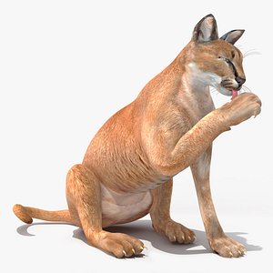 3D Caracal Rigged