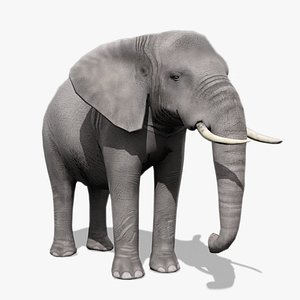 African elephant 3D model