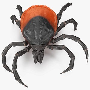 Tick Crawling Pose