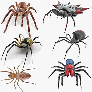 3D rigged spiders 2 model