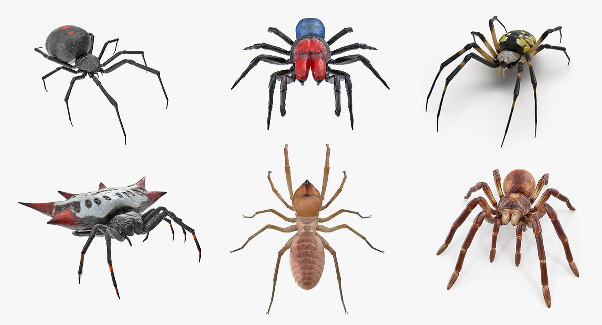 Rigged Spiders Collection 2 for Cinema 4D 3D model preview