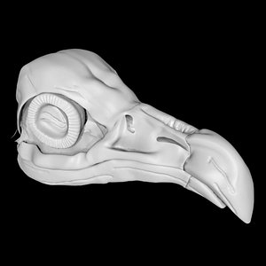 3D model Vulture skull