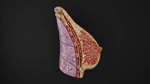 Human Anatomy-Mammary gland