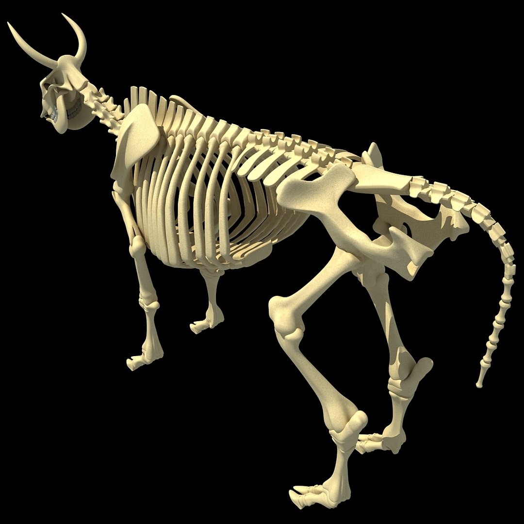 cow skeleton dog animal 3ds https://p.turbosquid.com/ts-thumb/5J/5bYiUL/0AwauArl/skeleton6/jpg/1388362186/1920x1080/fit_q87/9cfac34e3f8bed5645f7fecb7810df6b883c3866/skeleton6.jpg