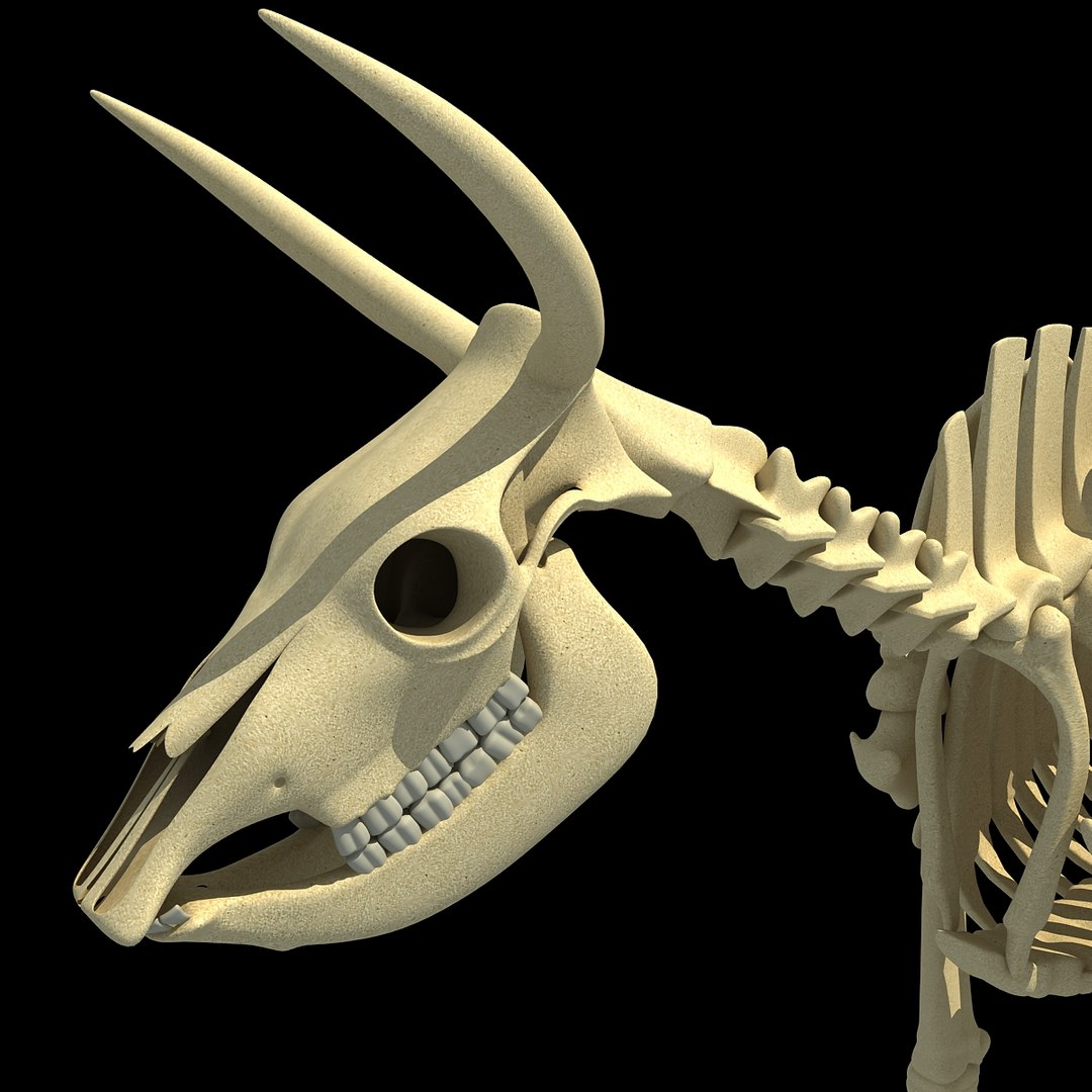 cow skeleton dog animal 3ds https://p.turbosquid.com/ts-thumb/5J/5bYiUL/1l718pSr/skeleton9/jpg/1388362186/1920x1080/fit_q87/0c1ce2ece80b0ba97cf23918bcf111cf1dc3321e/skeleton9.jpg