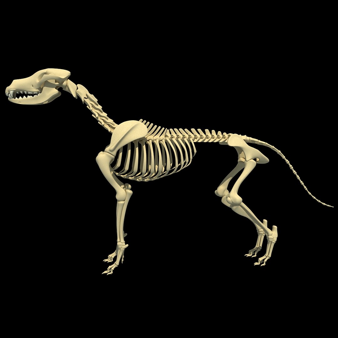 cow skeleton dog animal 3ds https://p.turbosquid.com/ts-thumb/5J/5bYiUL/5aE9LKfu/skeleton18/jpg/1388362186/1920x1080/fit_q87/e56836e230c69cb5ff0fbdf19ebfce18dd6d3480/skeleton18.jpg