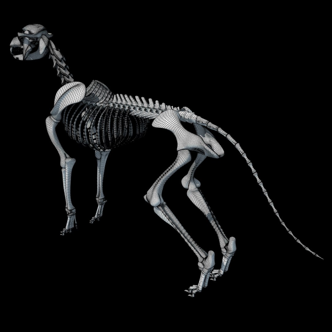 cow skeleton dog animal 3ds https://p.turbosquid.com/ts-thumb/5J/5bYiUL/6FhffrV6/skeleton28/jpg/1388362186/1920x1080/fit_q87/f10d2aa2fceddd0c1f1b9e929f3a630ee1a23a16/skeleton28.jpg
