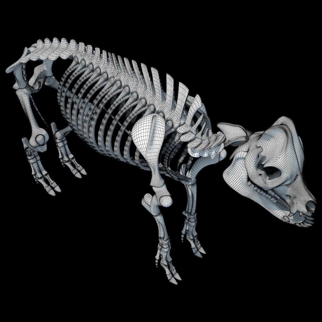 cow skeleton dog animal 3ds https://p.turbosquid.com/ts-thumb/5J/5bYiUL/6Jgzhxox/skeleton60/jpg/1388362187/1920x1080/fit_q87/a3d55febc1daa6a4f4ae7b5e2aefb4f08f62b815/skeleton60.jpg