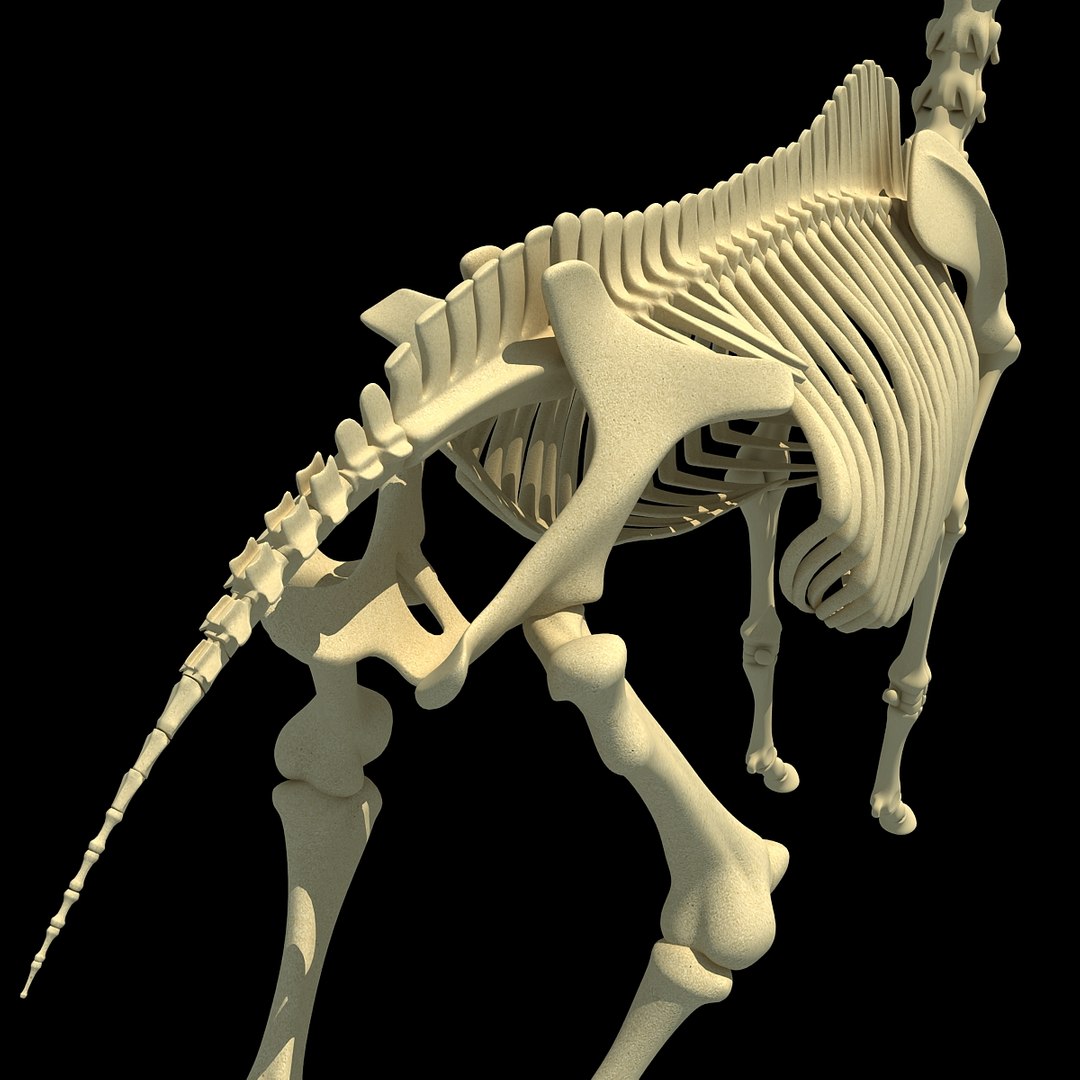 cow skeleton dog animal 3ds https://p.turbosquid.com/ts-thumb/5J/5bYiUL/DVCcQUVm/skeleton39/jpg/1388362187/1920x1080/fit_q87/df74f6359500cf45ae5e130d12dd73a9bf69ecb9/skeleton39.jpg