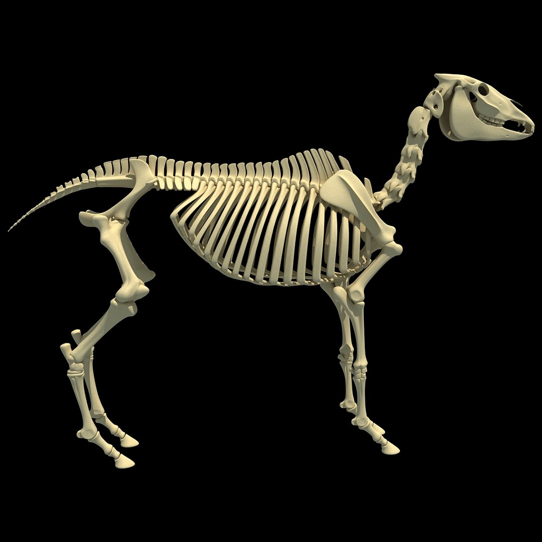 cow skeleton dog animal 3ds https://p.turbosquid.com/ts-thumb/5J/5bYiUL/FQBmq5bm/skeleton33/jpg/1388362187/1920x1080/fit_q87/e99e0f8d0ba33fe3f5ee0c1d0f8e679cbae330c8/skeleton33.jpg