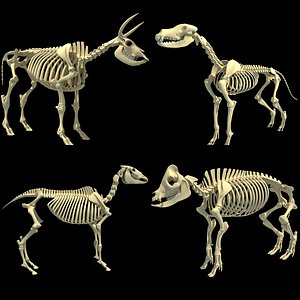 3D Animal Skeletons