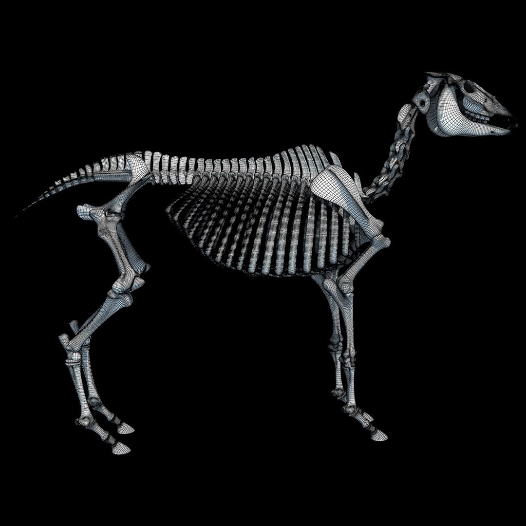cow skeleton dog animal 3ds https://p.turbosquid.com/ts-thumb/5J/5bYiUL/Fs2Hurp2/skeleton42/jpg/1388362187/1920x1080/fit_q87/1756e3ced7a3c3c96ab97e6b96e0fd524a817e64/skeleton42.jpg