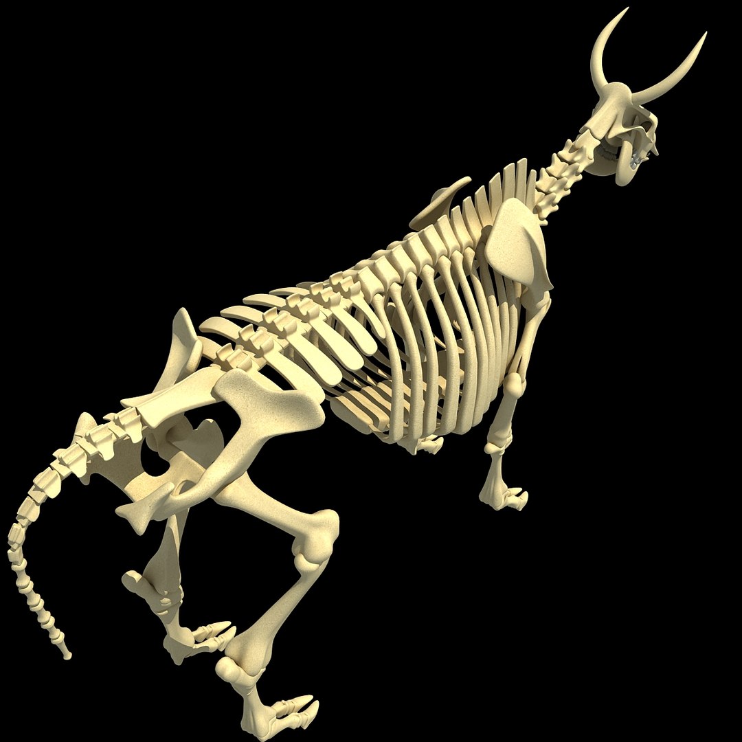 cow skeleton dog animal 3ds https://p.turbosquid.com/ts-thumb/5J/5bYiUL/GiE7mnoL/skeleton4/jpg/1388362186/1920x1080/fit_q87/6901596159a6d4f7f015dbfbe6ab8bb09b014b9d/skeleton4.jpg