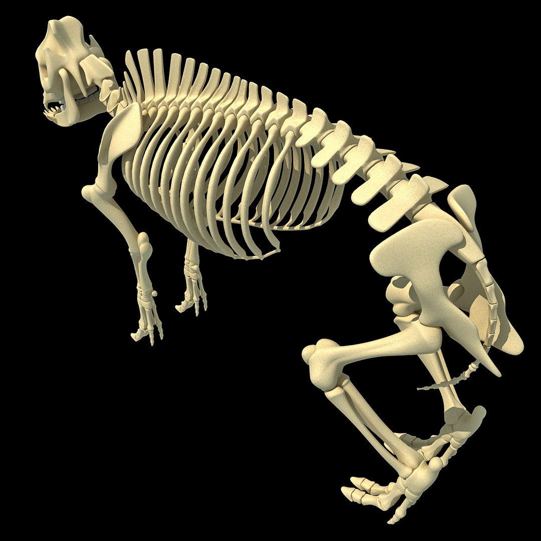 cow skeleton dog animal 3ds https://p.turbosquid.com/ts-thumb/5J/5bYiUL/IGALOjW5/skeleton46/jpg/1388362187/1920x1080/fit_q87/fc2e6fe8bcac708cc6fb9b411828e5b87ada3a3d/skeleton46.jpg