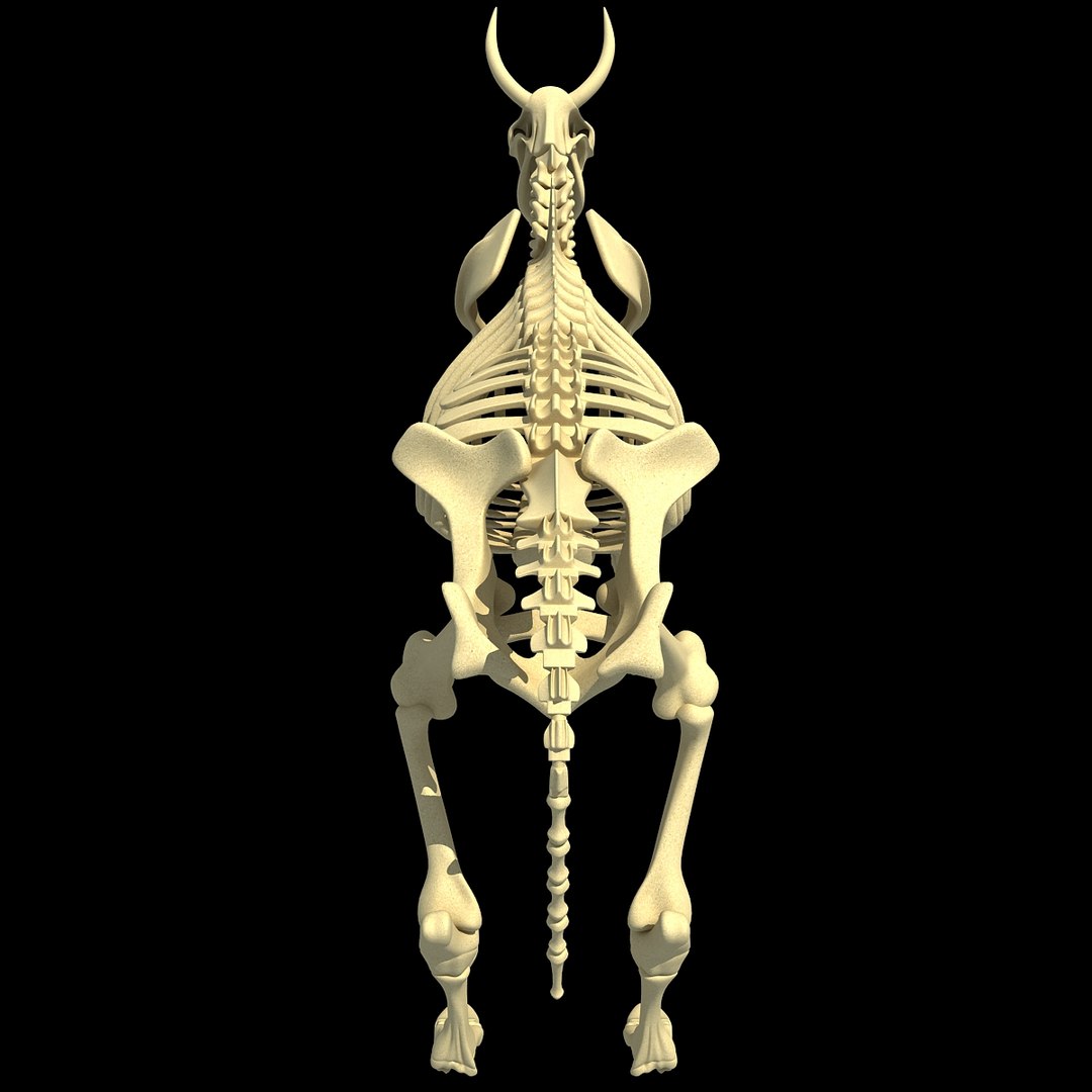cow skeleton dog animal 3ds https://p.turbosquid.com/ts-thumb/5J/5bYiUL/J050Gam5/skeleton5/jpg/1388362186/1920x1080/fit_q87/13d814e12d7e05e4ecd3b9aada8e85a8d52f0667/skeleton5.jpg