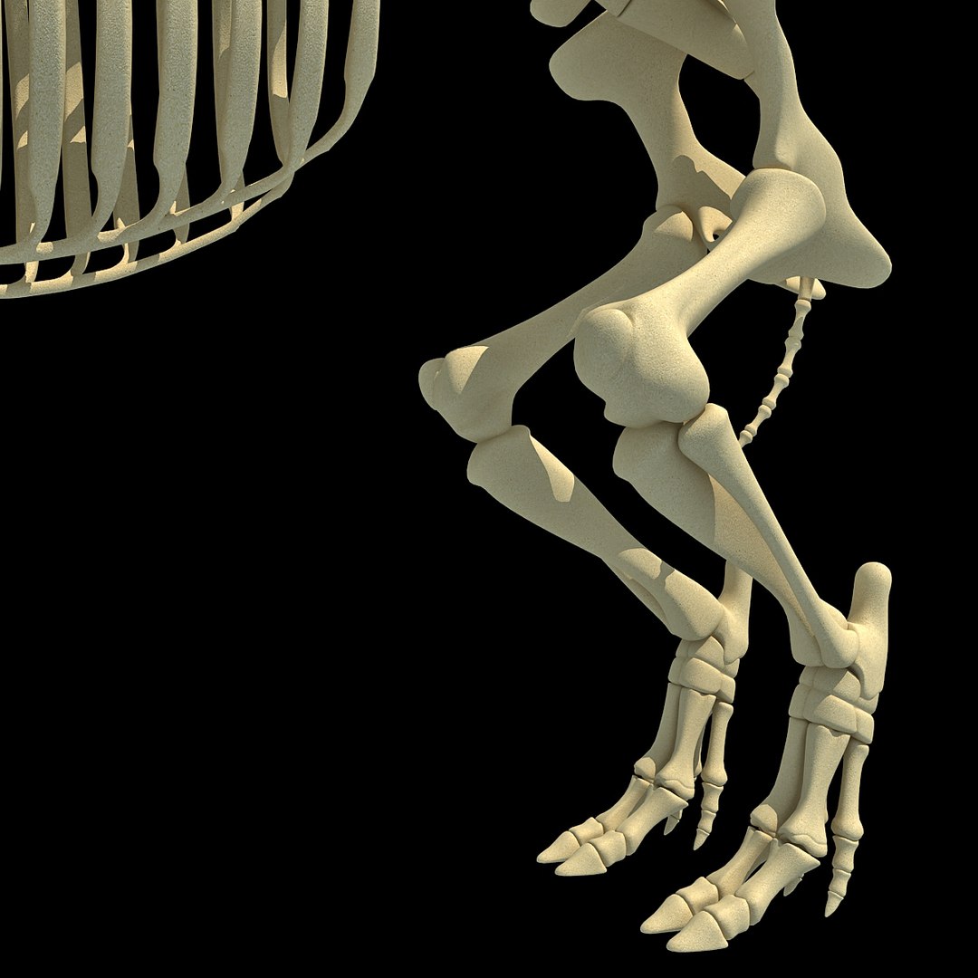 cow skeleton dog animal 3ds https://p.turbosquid.com/ts-thumb/5J/5bYiUL/JvlrRPxV/skeleton55/jpg/1388362187/1920x1080/fit_q87/cebdbcbb79a45d3f0bc0e3ffd88d547ae6606e6e/skeleton55.jpg