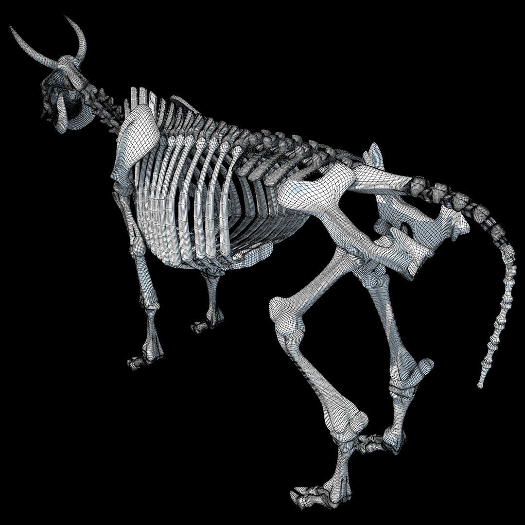 cow skeleton dog animal 3ds https://p.turbosquid.com/ts-thumb/5J/5bYiUL/OuGNhNwu/skeleton16/jpg/1388362186/1920x1080/fit_q87/0940d59e4d811f811989c428e90bea12ee5b08a9/skeleton16.jpg