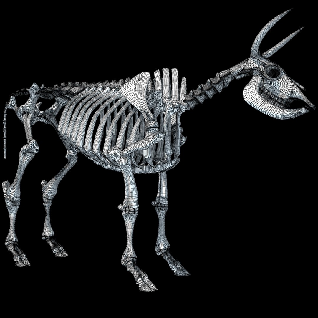 cow skeleton dog animal 3ds https://p.turbosquid.com/ts-thumb/5J/5bYiUL/Pp4nVPk1/skeleton14/jpg/1388362186/1920x1080/fit_q87/c755174526b4ad5049835f26da6facfa0908d980/skeleton14.jpg