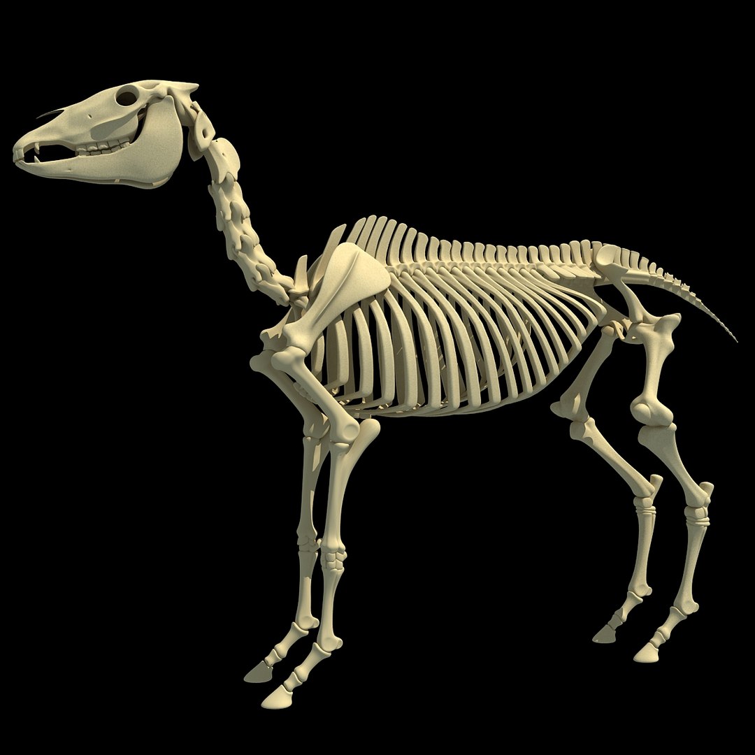 cow skeleton dog animal 3ds https://p.turbosquid.com/ts-thumb/5J/5bYiUL/RQxGj1Nf/skeleton30/jpg/1388362187/1920x1080/fit_q87/900d76e4f742d6360a3f03fdf1d17f1408050cf9/skeleton30.jpg