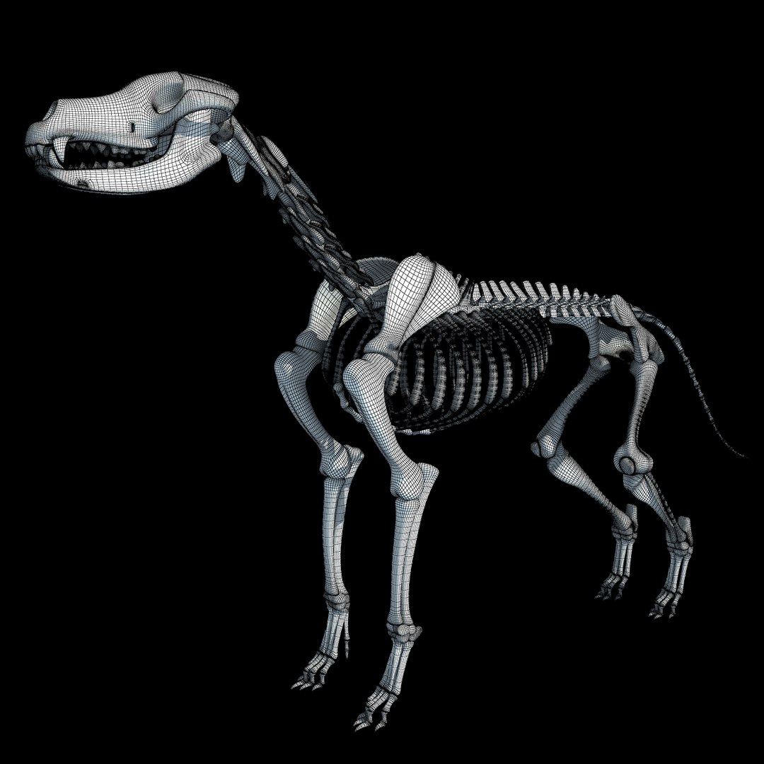 cow skeleton dog animal 3ds https://p.turbosquid.com/ts-thumb/5J/5bYiUL/RYHSNiKe/skeleton27/jpg/1388362186/1920x1080/fit_q87/91ac5c595a13fc8f6bf860fe62ab76881906579f/skeleton27.jpg
