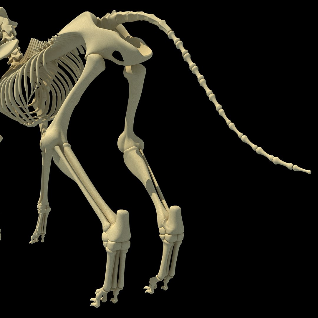 cow skeleton dog animal 3ds https://p.turbosquid.com/ts-thumb/5J/5bYiUL/Ss35nKF1/skeleton26/jpg/1388362186/1920x1080/fit_q87/0750ff0d2bce35438155e65eb9612e9a317f25dc/skeleton26.jpg