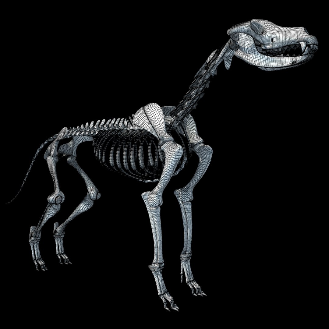 cow skeleton dog animal 3ds https://p.turbosquid.com/ts-thumb/5J/5bYiUL/UIGBFNUj/skeleton29/jpg/1388362187/1920x1080/fit_q87/1a22716a4ebbea03f5266642fa24e911501a4940/skeleton29.jpg