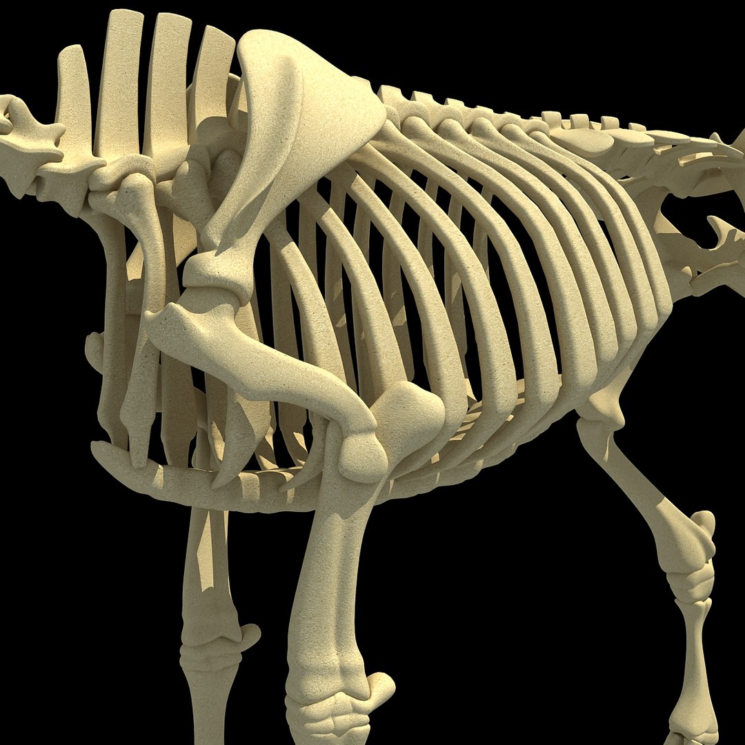 cow skeleton dog animal 3ds https://p.turbosquid.com/ts-thumb/5J/5bYiUL/W3zCM8ul/skeleton10/jpg/1388362186/1920x1080/fit_q87/b9312d825c4af6b74331c7c15384b2ddf3740c7c/skeleton10.jpg