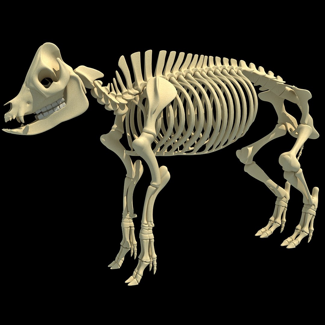 cow skeleton dog animal 3ds https://p.turbosquid.com/ts-thumb/5J/5bYiUL/XPnJ375y/skeleton44/jpg/1388362187/1920x1080/fit_q87/c7c2ad3ef59e642841163c1c1c26c38b279e3539/skeleton44.jpg