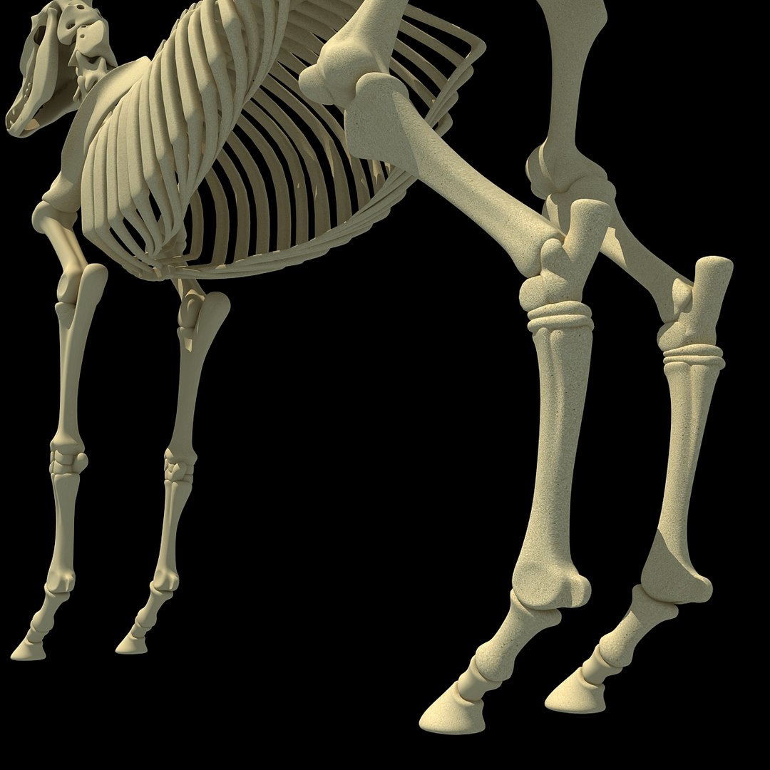 cow skeleton dog animal 3ds https://p.turbosquid.com/ts-thumb/5J/5bYiUL/ZEsPiJoz/skeleton38/jpg/1388362187/1920x1080/fit_q87/a1f184db496a1635a647d0c599bc034bdb294188/skeleton38.jpg