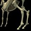 3D动物骷髅