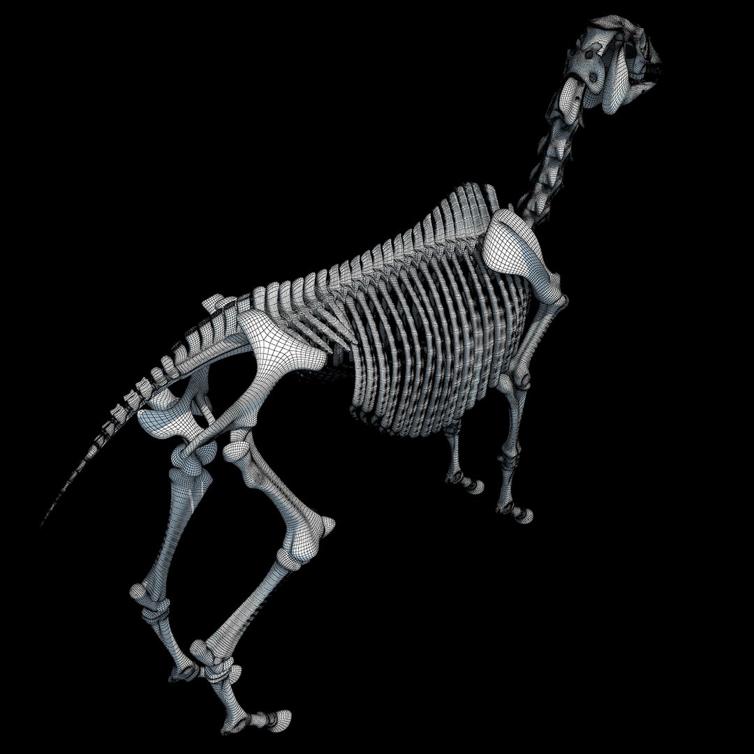 cow skeleton dog animal 3ds https://p.turbosquid.com/ts-thumb/5J/5bYiUL/dOSR9Nb9/skeleton41/jpg/1388362187/1920x1080/fit_q87/a2d0545b88f09b4546a7dfe7c5b81a647b874508/skeleton41.jpg