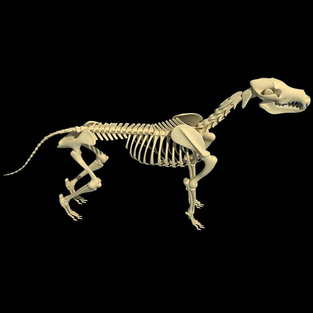 cow skeleton dog animal 3ds https://p.turbosquid.com/ts-thumb/5J/5bYiUL/hNhpgVeE/skeleton21/jpg/1388362186/1920x1080/fit_q87/5e891af2f73c6c06ffed96b8c13c6df6b6235572/skeleton21.jpg