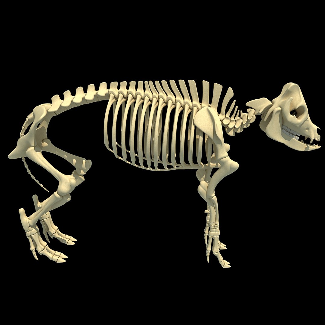 cow skeleton dog animal 3ds https://p.turbosquid.com/ts-thumb/5J/5bYiUL/iboAKJ1S/skeleton48/jpg/1388362187/1920x1080/fit_q87/a61f55fe9b7b7803e1fcde3f8f23af075d082e78/skeleton48.jpg