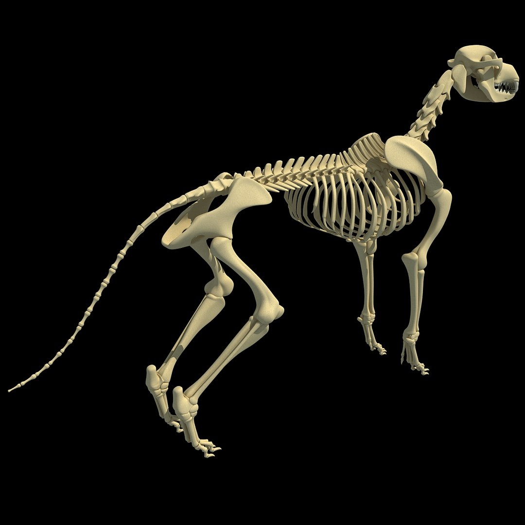 cow skeleton dog animal 3ds https://p.turbosquid.com/ts-thumb/5J/5bYiUL/jn5yUsX8/skeleton20/jpg/1388362186/1920x1080/fit_q87/13b805d9cef03a8dfed905c9ea276ca4bb35d9bc/skeleton20.jpg