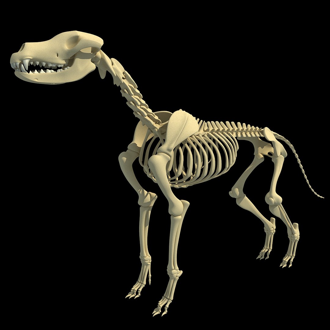 cow skeleton dog animal 3ds https://p.turbosquid.com/ts-thumb/5J/5bYiUL/lW3q9Flz/skeleton17/jpg/1388362186/1920x1080/fit_q87/df1230e8adbb8b446b7409e07228901ec9494276/skeleton17.jpg