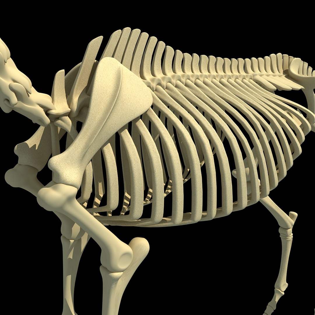 cow skeleton dog animal 3ds https://p.turbosquid.com/ts-thumb/5J/5bYiUL/naHN2bZh/skeleton37/jpg/1388362187/1920x1080/fit_q87/00c469ab773ed94ba431dbcc164f0726735e2612/skeleton37.jpg