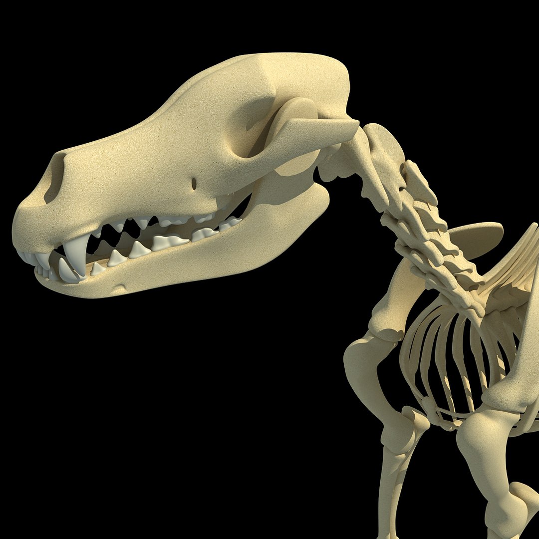 cow skeleton dog animal 3ds https://p.turbosquid.com/ts-thumb/5J/5bYiUL/ozL8u1gv/skeleton24/jpg/1388362186/1920x1080/fit_q87/f65fc1ebd0109f4bd5a61f072926807018b1781c/skeleton24.jpg