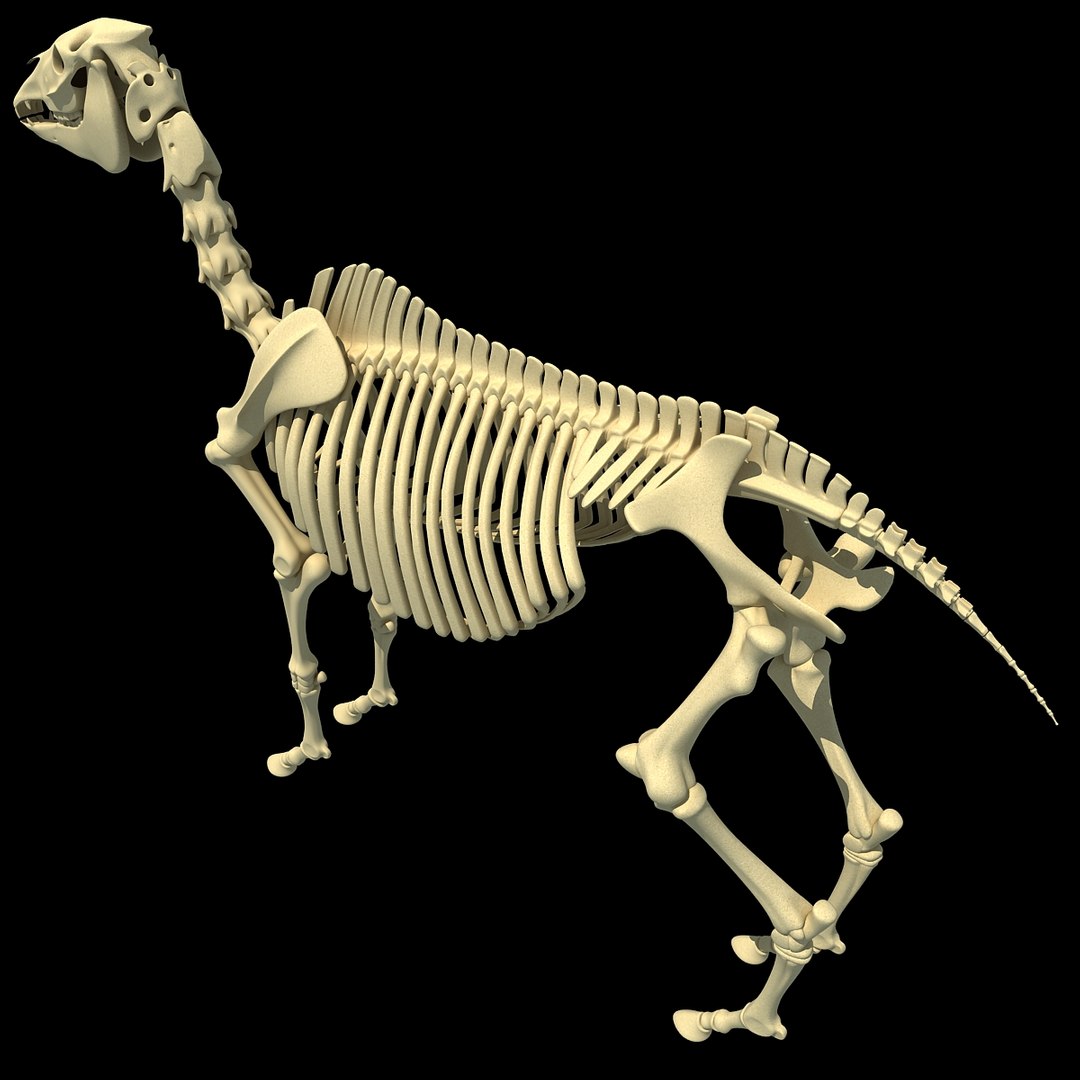 cow skeleton dog animal 3ds https://p.turbosquid.com/ts-thumb/5J/5bYiUL/qNVBmZlD/skeleton31/jpg/1388362187/1920x1080/fit_q87/bd5f7521eb67d8faeaa083e7e0aa0286f763a885/skeleton31.jpg