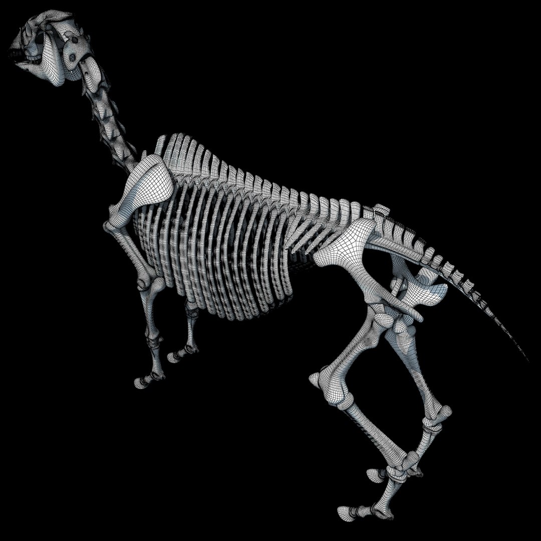 cow skeleton dog animal 3ds https://p.turbosquid.com/ts-thumb/5J/5bYiUL/scxYjlYR/skeleton40/jpg/1388362187/1920x1080/fit_q87/f0cac8890359c1fb8f329f4109631e7c6b184a0b/skeleton40.jpg
