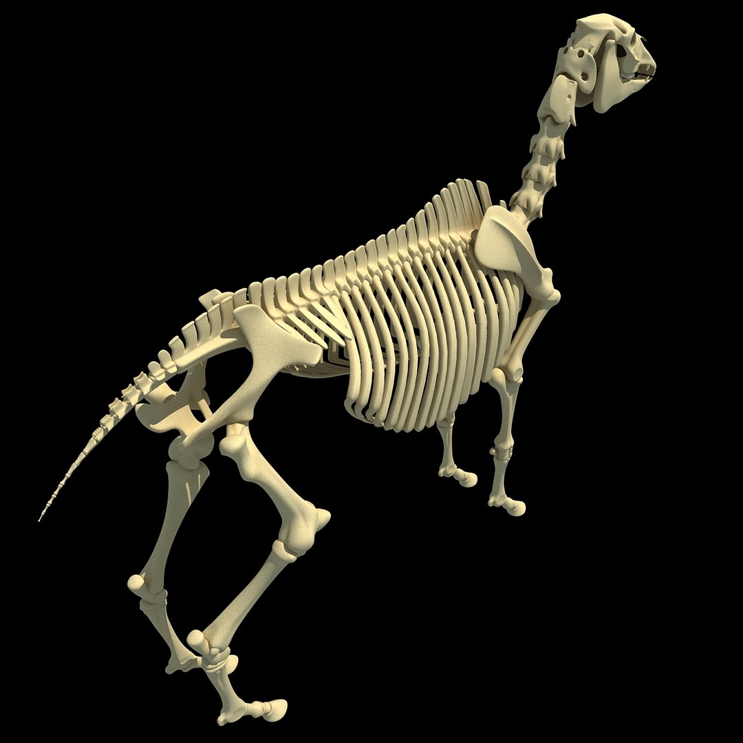 cow skeleton dog animal 3ds https://p.turbosquid.com/ts-thumb/5J/5bYiUL/t7mwni3a/skeleton32/jpg/1388362187/1920x1080/fit_q87/c1461c09cc3566eff390de8dd01f883f1d8d2885/skeleton32.jpg