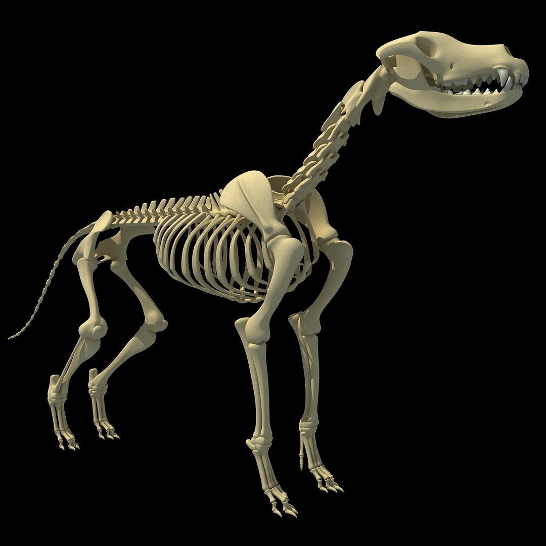 cow skeleton dog animal 3ds https://p.turbosquid.com/ts-thumb/5J/5bYiUL/tKyfKyl9/skeleton22/jpg/1388362186/1920x1080/fit_q87/0227a39795aa68182df08f94e6ee799ebaca3a5e/skeleton22.jpg