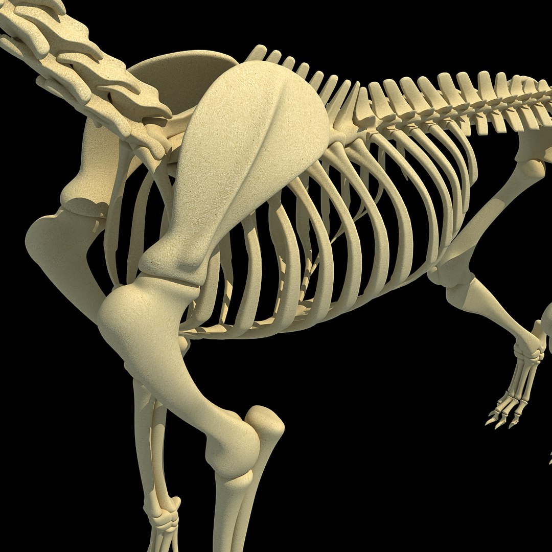 cow skeleton dog animal 3ds https://p.turbosquid.com/ts-thumb/5J/5bYiUL/uo2Un1l9/skeleton25/jpg/1388362186/1920x1080/fit_q87/681d7712bade182c74fcf6cc0be0447651394aa3/skeleton25.jpg